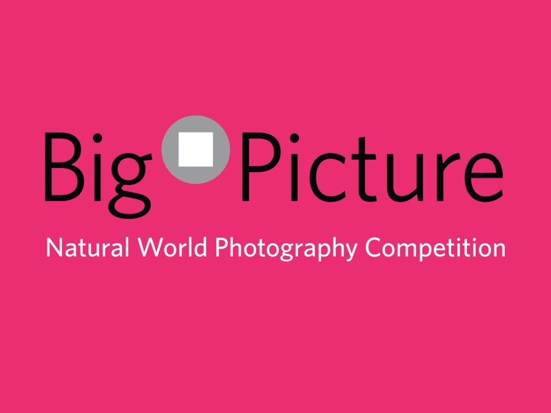 Bigpicture competition