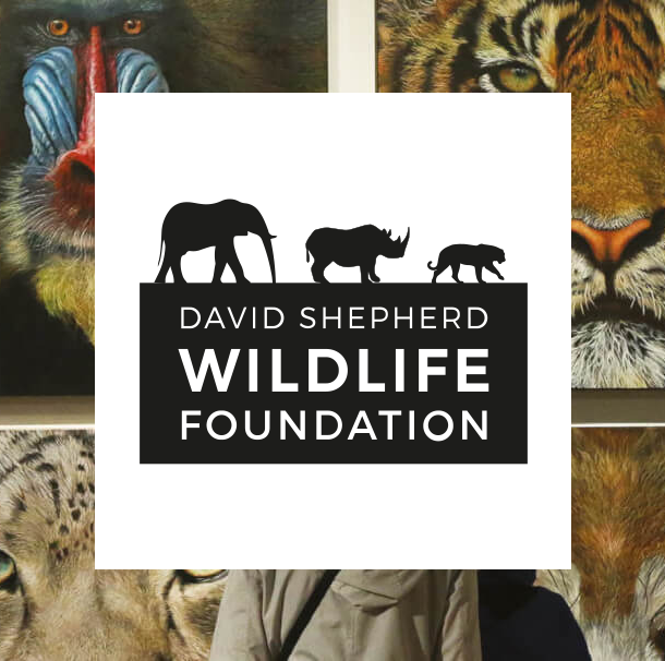 DSWF featured image square