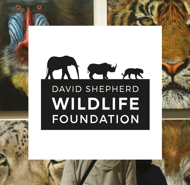 DSWF featured image square